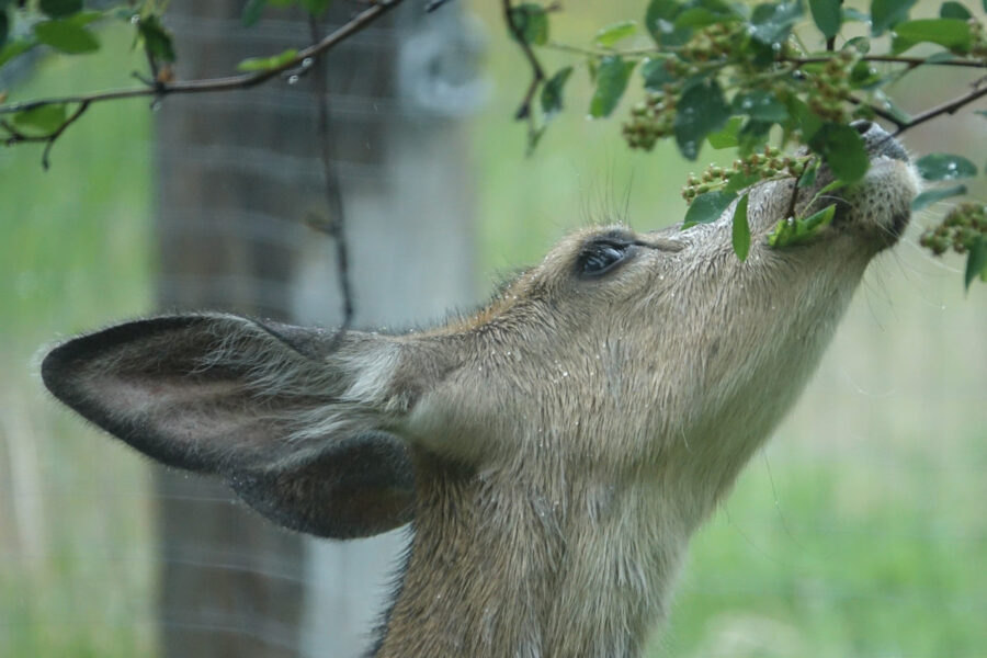 309 Wildlife Snack Time
