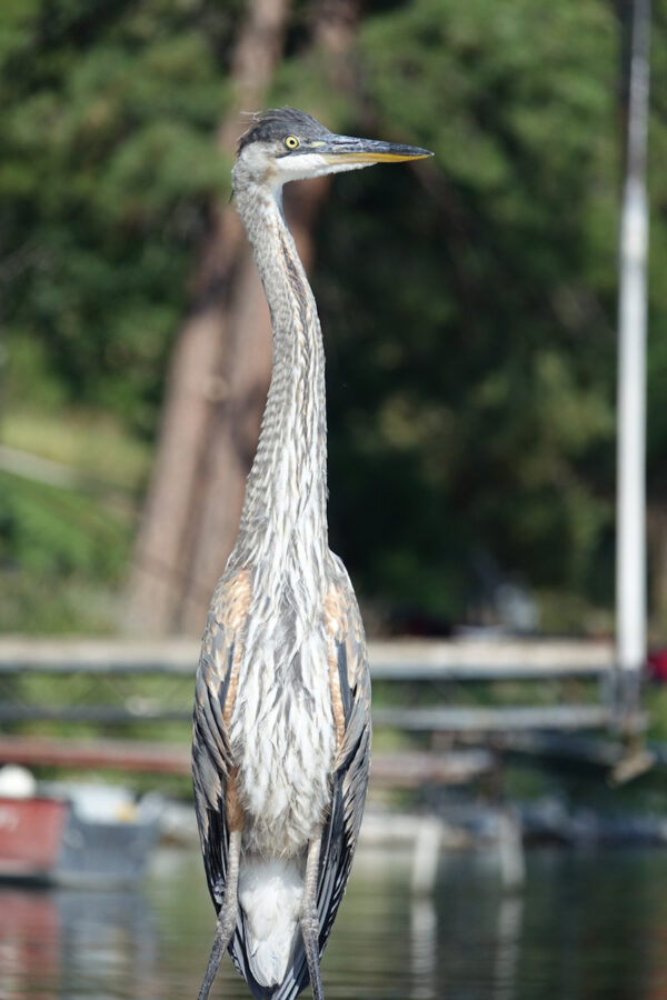 311 Wildlife Standing Tall