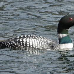 314 Wildlife Loon