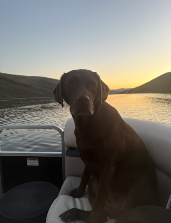 501 Pets Dog days of summer 1