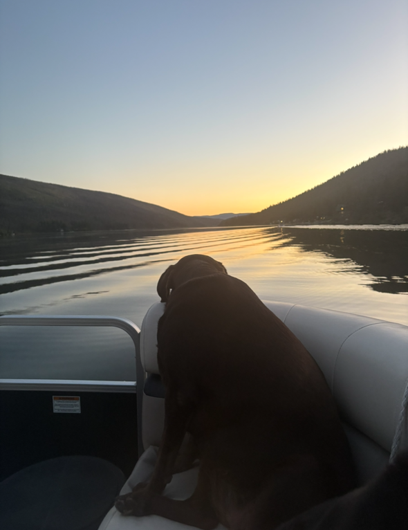 502 Pets Dog days of summer 2