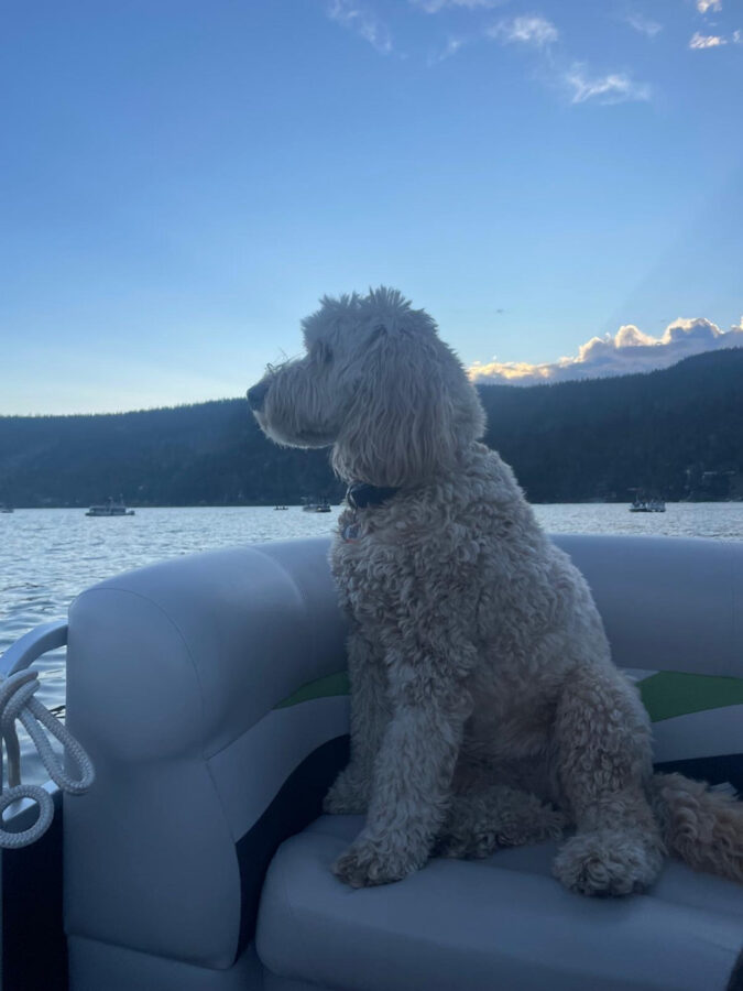 503 Lake Pets Daisy loves the pontoon boat