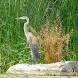 308 Wildlife Sitting Pretty